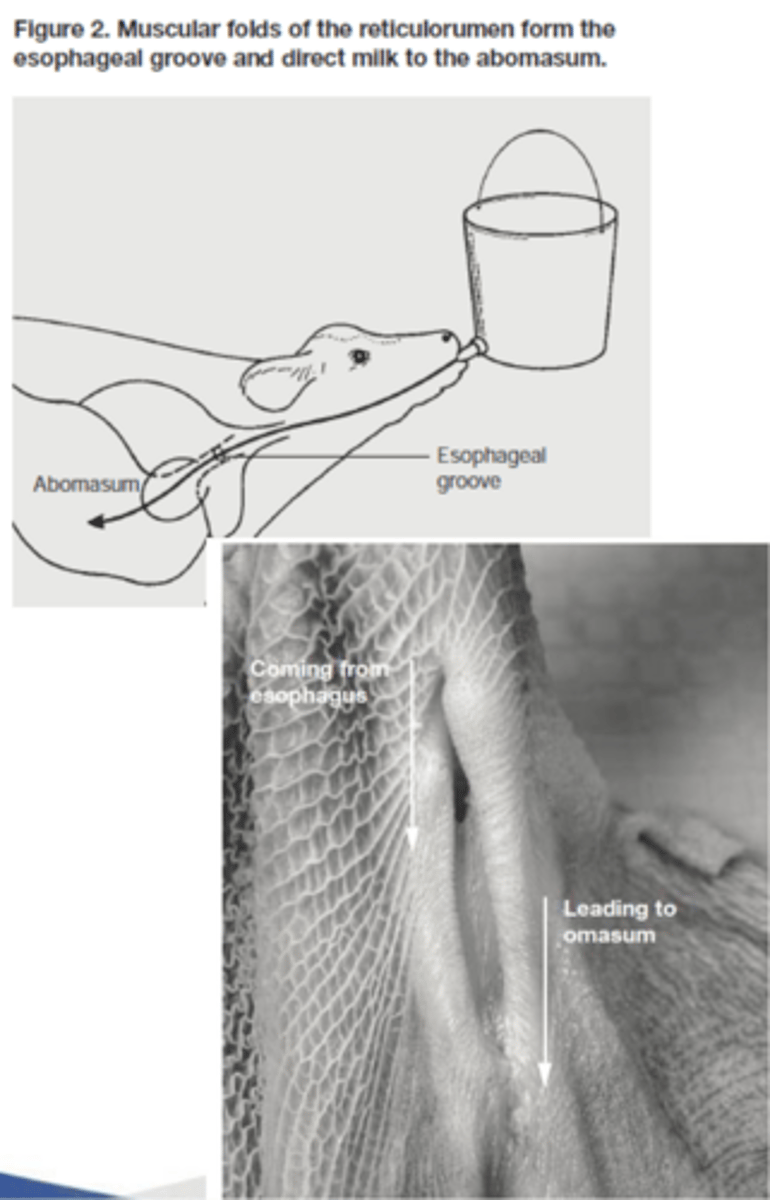 <p>what happens to milk when it is digested in the abomasum</p>