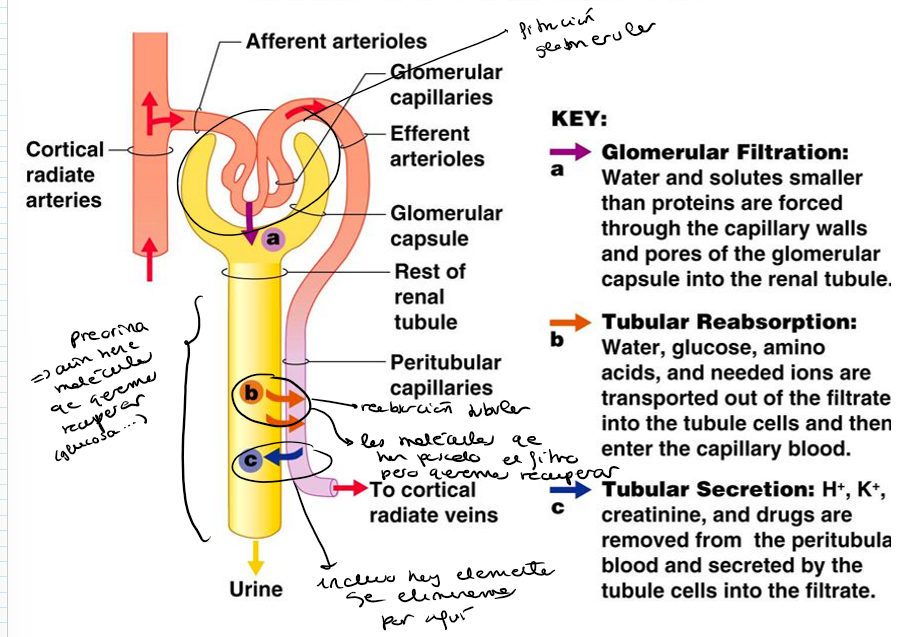 <p>Hay una reabsorción tubular del agua, la glucosa y los aminoácidos a la sangre (capilares peritubulares). Seguidamente, hay una secreción de elementos que queremos eliminar a la urina (H+, K+, creatinina y drogas).</p>