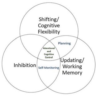 <p>Higher cognitive functions, an umbrella term for cognitive skills guiding goal directed behaviour.</p><ul><li><p>Cognitive flexibility/Shifting</p></li><li><p>Inhibition</p></li><li><p>Updating</p></li></ul><p></p>