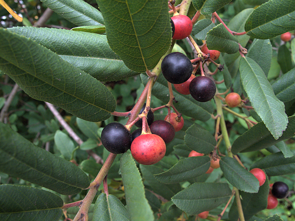 <p>Coffeeberry</p>