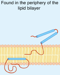 <p>peripheral proteins</p>