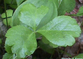 <p><em>Coptis trifolia</em></p>