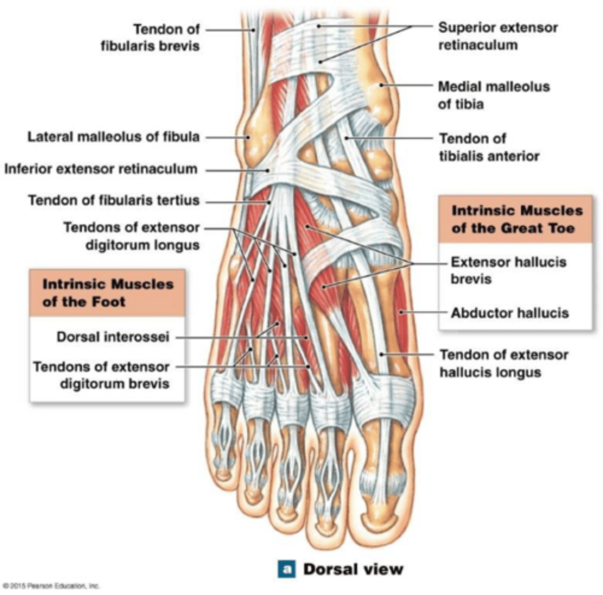 <p>on top of the foot, near the ankle</p>