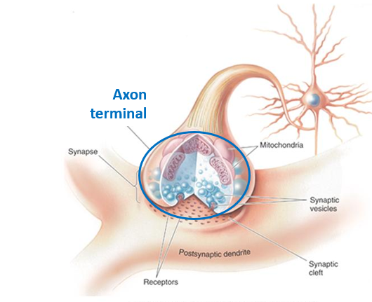 <ul><li><p>no microtubules within axon terminal</p></li><li><p>lots of internal vesicles (the little blue bubble looking things circled in the image) which contain chemical messengers (neurotransmitters) which can be released to impact of a downstream neuron.</p></li><li><p>membrane of axon terminals is very protein dense (as the process that controls this sort of mechanisms require a lot of specialized proteins)</p></li><li><p>lots of mitochondria</p></li></ul><p></p>