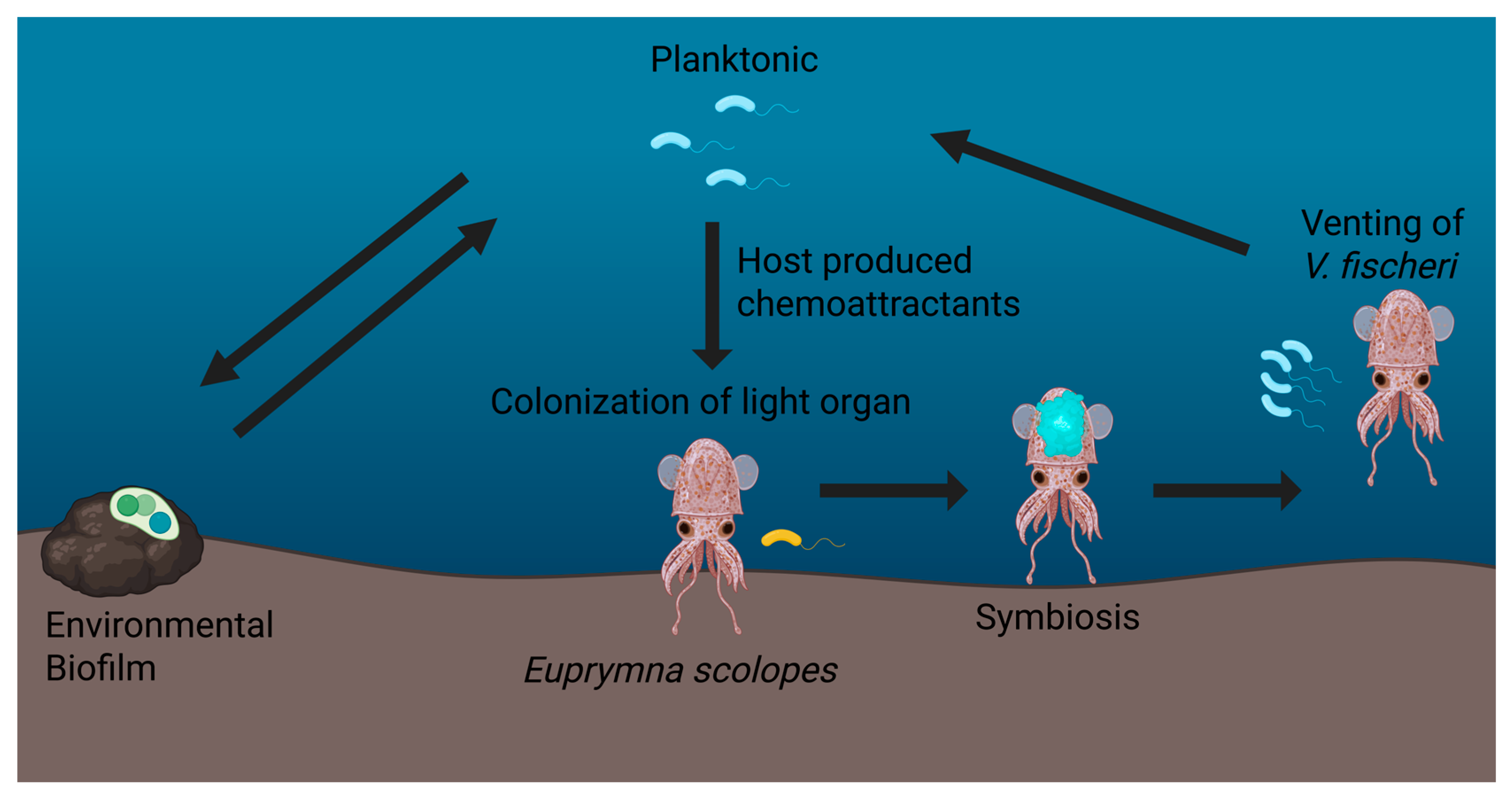 <p><span><span>Hormones are </span></span><mark data-color="unset" style="background-color: unset; color: inherit;">chemical messengers that coordinate bodily functions by traveling through the bloodstream to tissues and organs, signaling cells what to do and when to do.</mark></p>