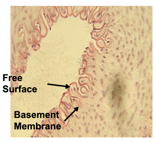 type of epithelial tissue, function, and location?