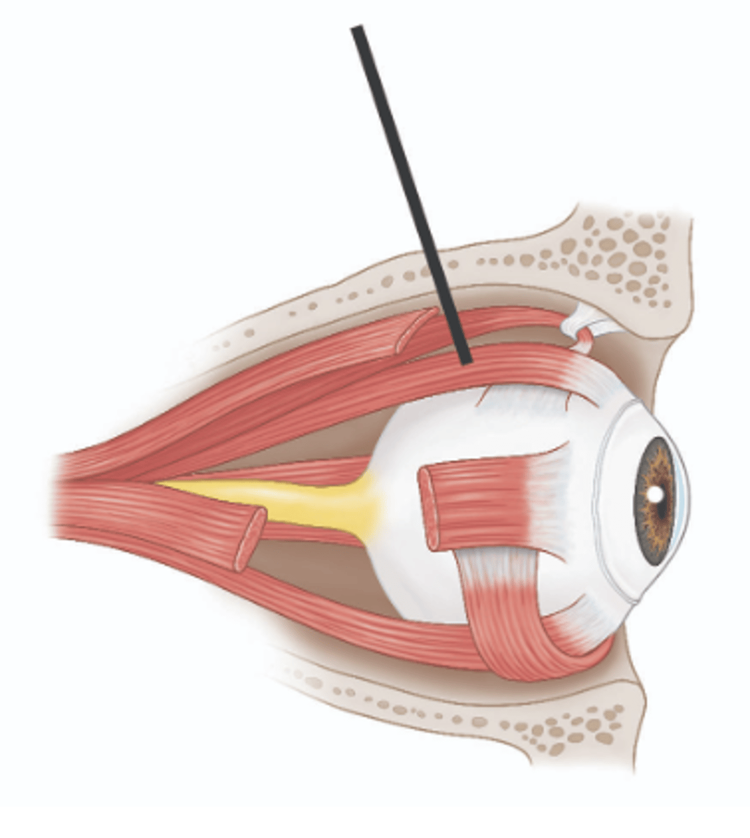 <p>Identify structure.</p>