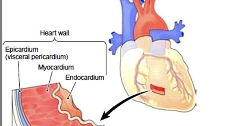 <p>Anatomy of the heart which includes:</p><p>the <strong>epicardium</strong> is also known as the <strong>visceral pericardium</strong>.</p><p>Myocardium:</p><ul><li><p>thickest layer of heart wall,</p></li><li><p>made up of cardiac muscle and attached to the heart's fibrous skeleton.</p></li></ul><p>Endocardium:</p><ul><li><p>Lining of the myocardium</p></li><li><p>made up of connective tissue and squamous cells</p></li></ul><p></p>