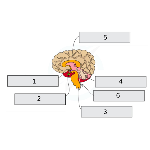<p>This is a diagram of the brain. Name labels 1-6, and explain the function of all, but 6</p>