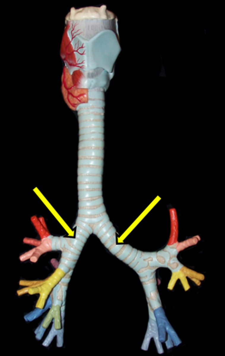 <p>First branch after the split</p>