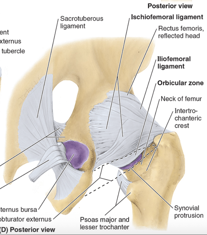 <ul><li><p>posterior, limits internal rotation & extension</p></li><li><p>ischial part of acetabulum to neck of femur</p></li><li><p>reinforces capsule posteriorly</p></li><li><p>prevents hyperextension- pulls femoral head into the acetabulum</p></li></ul><p></p>
