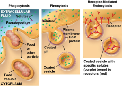 <p>Endocytosis</p>