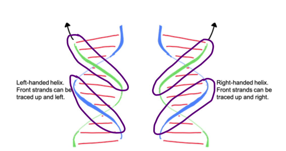 <p>A right-handed double helix is the standard structure of DNA, where the two strands spiral around an axis in a clockwise direction. You can visualize it like a spiral staircase; as you move up or down, your ____ hand would follow the turns of the staircase.</p>