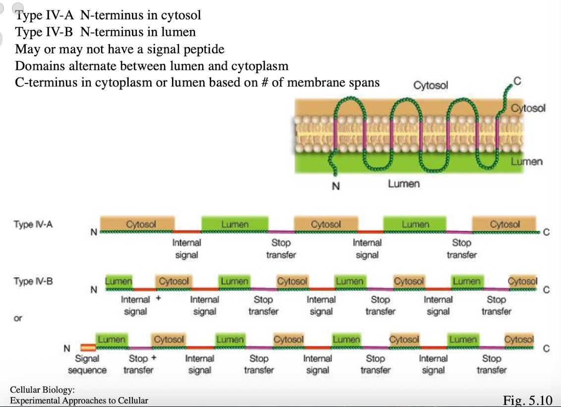 <ul><li><p>Type IV-A: N-terminus in cytosol</p></li><li><p>Type IV-B: N-terminus in lumen</p></li><li><p>multi-pass</p></li><li><p>Multiple internal start and stop sequences</p></li><li><p>may or may not have signal peptide</p></li><li><p>domains alternate btwn lumen and cytoplasm</p></li><li><p>C-terminus in cytoplasm or lumen based on # of membrane spans</p></li></ul><p></p>