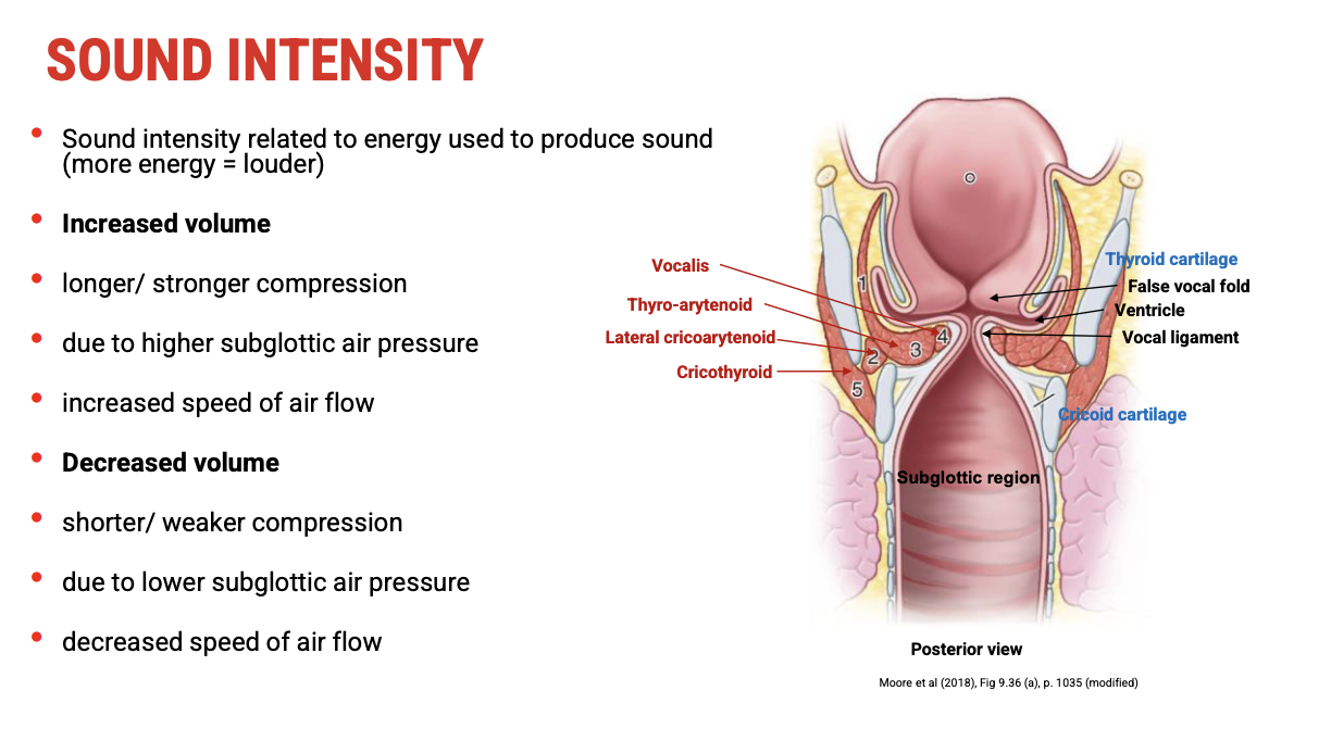 <p><span><strong>Sound Intensity Basics</strong></span></p><ul><li><p><span><strong>Sound intensity = energy used to produce sound.</strong></span></p></li><li><p><span>More energy →&nbsp;<strong>louder sound</strong>.</span></p></li><li><p><span>Louder sound requires&nbsp;<strong>longer and stronger compression of the vocal folds</strong>.</span></p></li><li><p><span>This compression depends on&nbsp;<strong>higher subglottic air pressure</strong>&nbsp;→ faster airflow through the glottis.</span></p></li></ul><p>&nbsp;</p><p><span><strong>Role of Conus Elasticus and Muscle Tension</strong></span></p><ul><li><p><span><strong>Increased tension on the conus elasticus</strong>&nbsp;(via suprahyoid muscle action) →</span></p><ul><li><p><span>Greater vocal fold compression,</span></p></li><li><p><span><strong>Higher subglottic pressure</strong>,</span></p></li><li><p><span><strong>Increased airflow speed</strong>,</span></p></li><li><p><span>Resulting in&nbsp;<strong>higher volume (louder sound)</strong>.</span></p></li></ul></li><li><p><span>However, this increased tension may also make&nbsp;<strong>pitch control more difficult</strong>&nbsp;due to stiffness.</span></p></li></ul><p>&nbsp;</p><p><span><strong>Decreasing Volume</strong></span></p><ul><li><p><span>To&nbsp;<strong>reduce volume</strong>, there is:</span></p><ul><li><p><span><strong>Shorter and weaker compression</strong>&nbsp;of vocal folds,</span></p></li><li><p><span><strong>Lower subglottic pressure</strong>,</span></p></li><li><p><span><strong>Reduced airflow speed</strong>,</span></p></li><li><p><span>Resulting in&nbsp;<strong>softer sound</strong>.</span></p></li></ul></li></ul><p>&nbsp;</p><p><span><strong>Clinical Application: Voice Hygiene</strong></span></p><ul><li><p><span>Good&nbsp;<strong>voice hygiene</strong>&nbsp;helps&nbsp;<strong>control volume and pitch</strong>, avoiding excessive tension or strain on laryngeal structures.</span></p></li><li><p><span>Prevents voice disorders caused by misuse of the extrinsic muscles affecting conus elasticus tension.</span></p></li></ul><p></p>