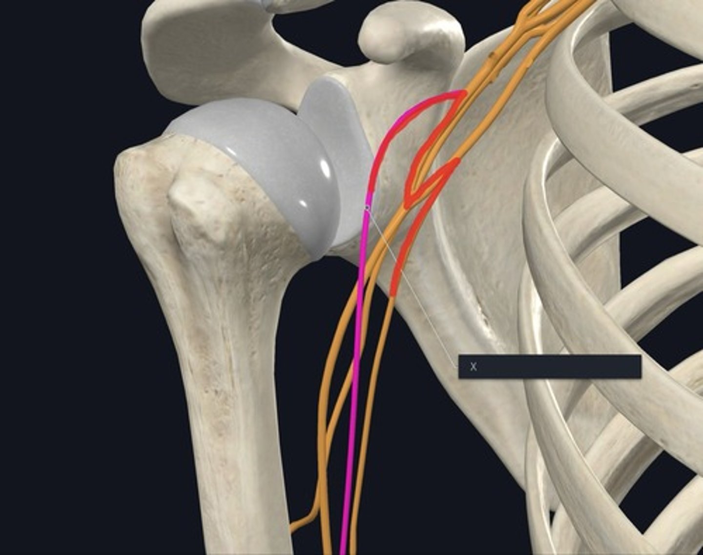 <p>Name the nerve highlighted purple and indicated by the X.</p>