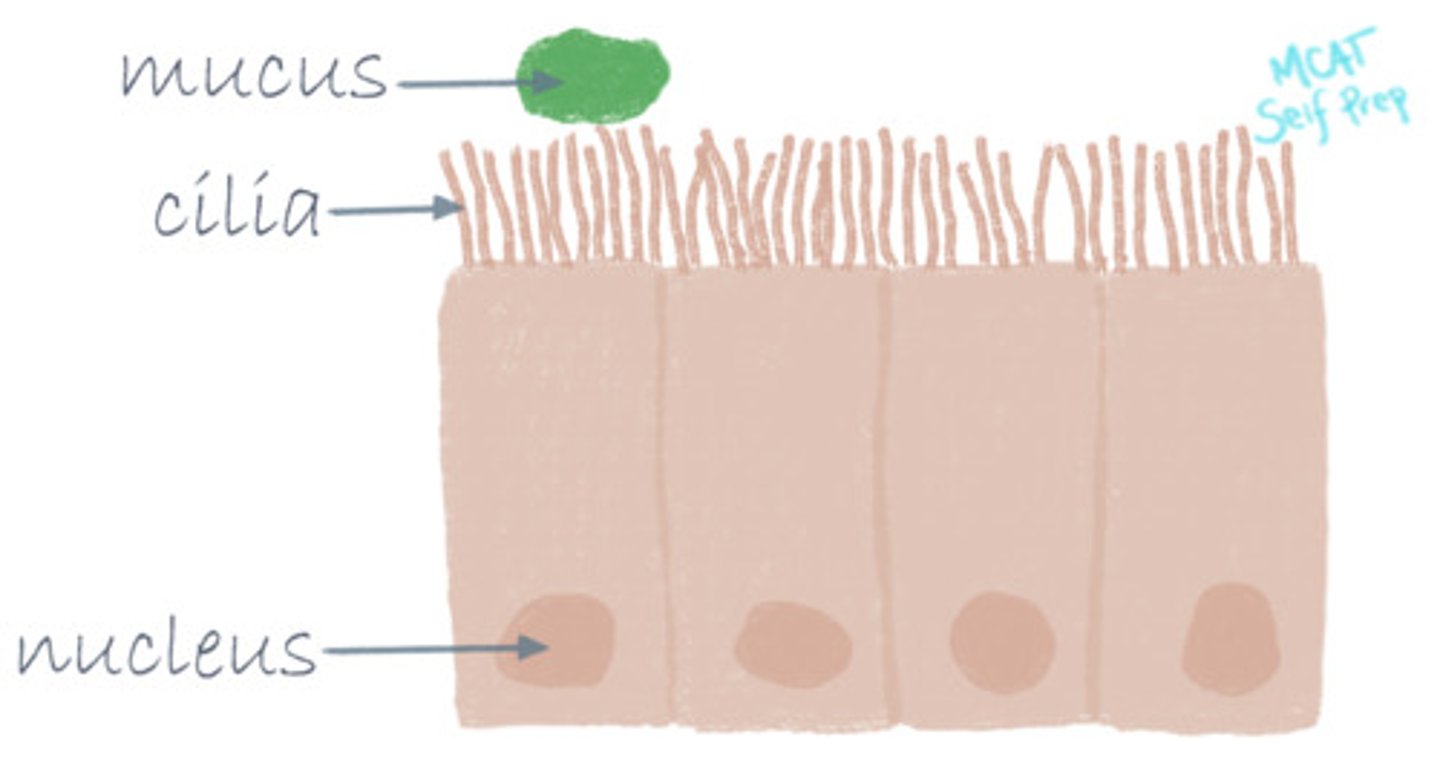 <p>(B) III Only</p><p>Dynein is specifically responsible for the motility of cilia.</p>