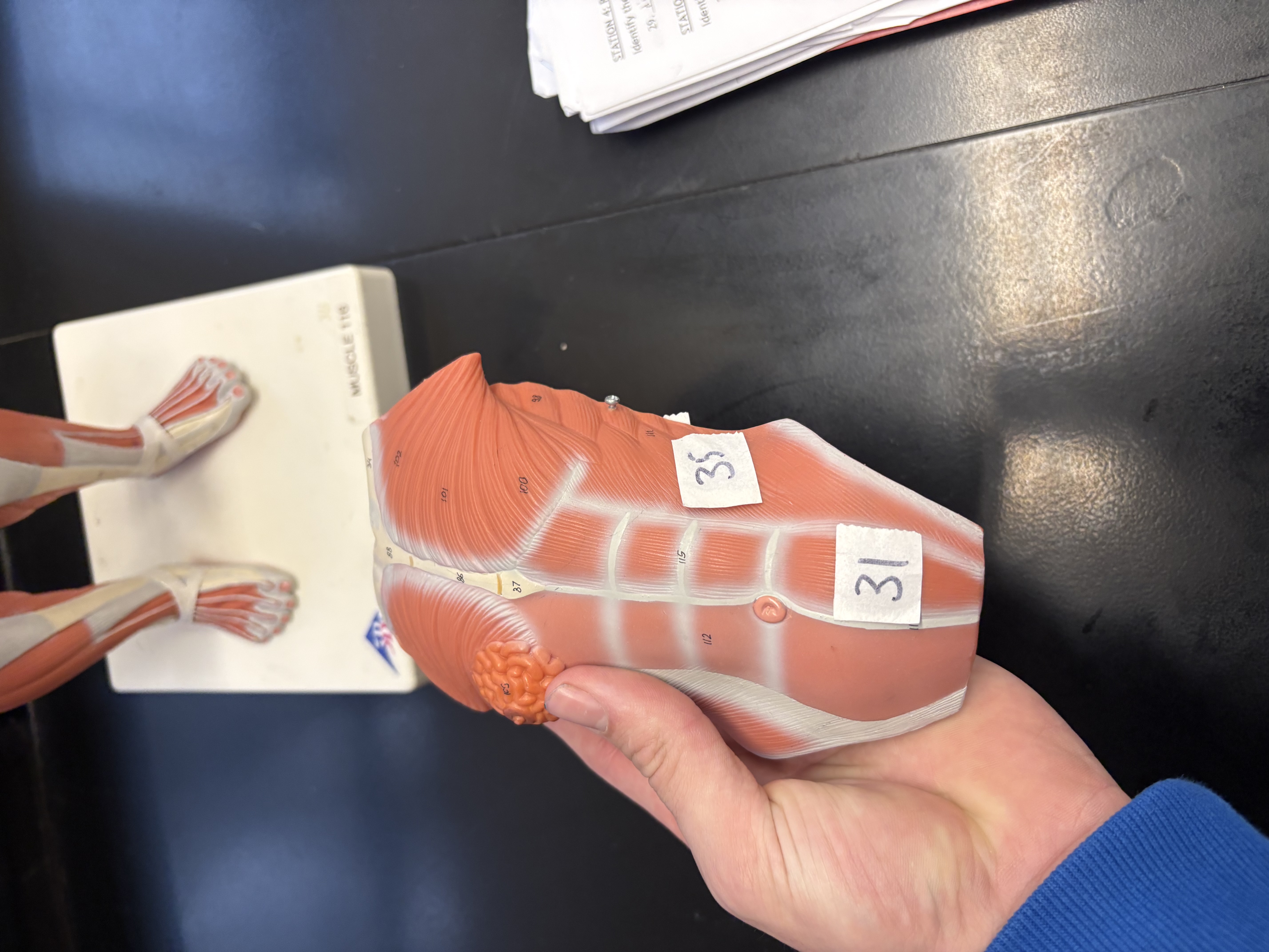 <p>flexes trunk (31)</p>