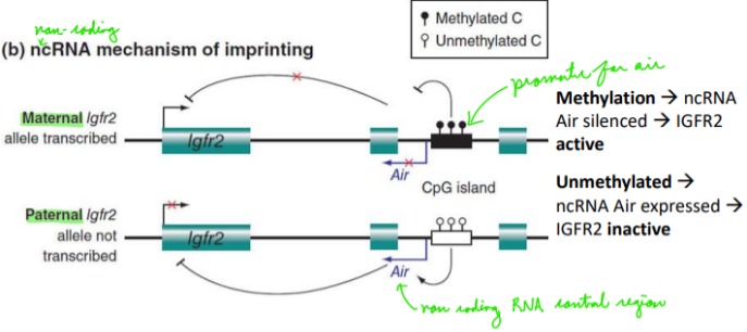 <p>ALWAYS silences genes</p>