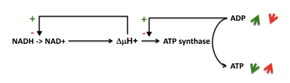 <p>À l’inverse, si l’ATP est utilisée par la cellule, <span style="color: rgb(64, 120, 227);">grande quantité d’ADP</span> qui est réutilisée de manière efficace par l’ATP synthase pour <span style="color: rgb(255, 0, 0);">resynthétiser l’ATP</span>, la turbine à protons marche à plein régime, on a une résorption du gradient de protons et la chaîne respiratoire est extrêmement <span style="color: rgb(255, 0, 0);">active</span>.</p>