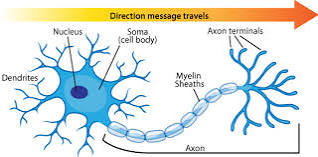 Neuron Anatomy