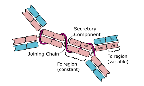 Dimer with Secretory component, 13% of antibodies, most common in mucous membrane and bodily secretions, prevents attachment of pathogens, short lived