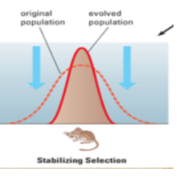 <p> <span style="color: yellow;">intermediate phenotypes </span>of a <span style="color: yellow;">trait</span>, <span style="color: yellow;">operates against extreme forms</span></p>