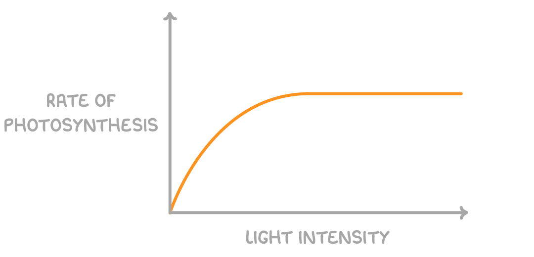 <p>As light intensity increases, the energy available increases. Thus, as light intensity increases, the rate of photosynthesis increases. </p><p>The rate of photosynthesis eventually plateaus because of other limiting factors preventing further increase. </p>