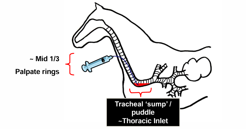 <p>puncture through skin (between cartilage rings)</p>