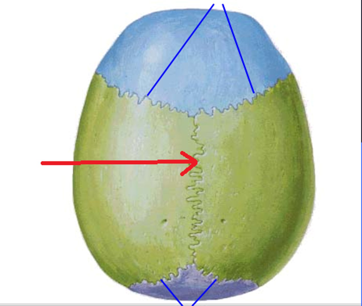 <p>Located on the midline of the skull lies between both parietal bones (immovable joint)</p>