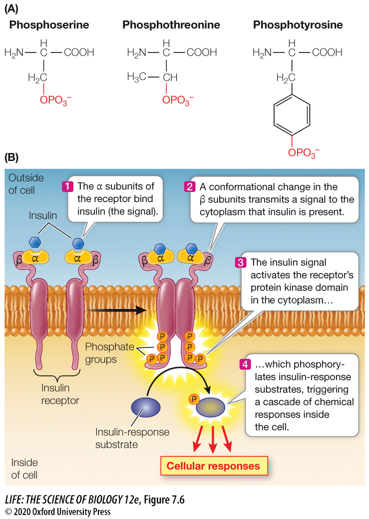 <p>An enzyme that catalyzes phosphorylation, the addition of a phosphate group from ATP, of themselves and/or other proteins which changes their shape and functions.<br><br><em>(Note: Kinase means phosphorylation.)</em></p><p><em>(Ex. Insulin receptors phosphorylate itself and other insulin response substrates, resulting in glucose transporters added to the cell membrane.)</em></p>