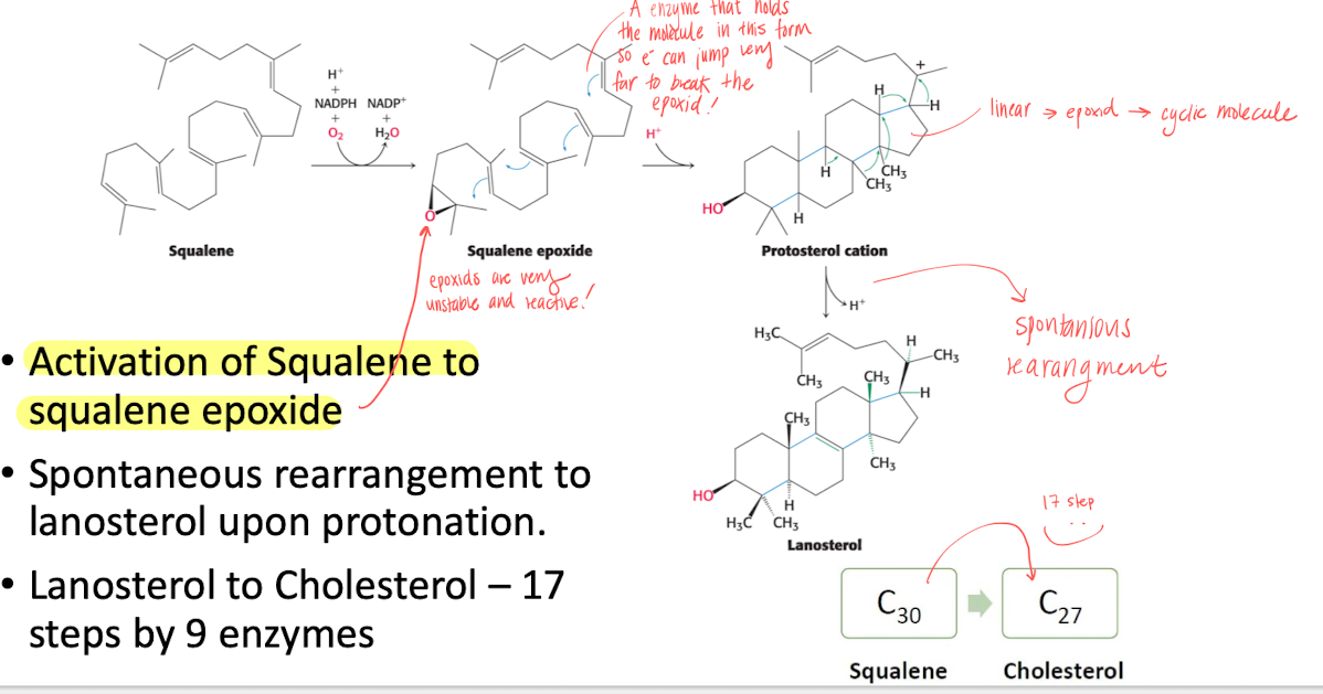 <ol><li><p>Activating of squalene by forming an <strong>epoxid</strong> with an enzyme that holds squalene in place for e- to jump. </p></li><li><p>Epoxid are super unstable, so reactions happens and finally spontaneous rearrangment to <strong>lanosterol</strong> upon protonation. </p></li><li><p>then turned into <strong>cholesterol</strong> in 17 steps. </p></li></ol><p></p>