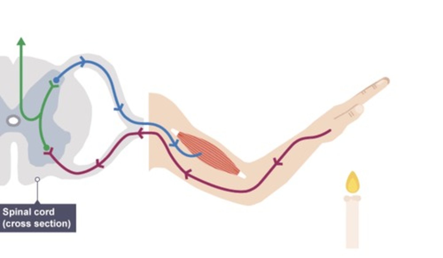 <p>the nerve pathway involved in a reflex action including at its simplest a sensory nerve and a motor nerve with a synapse between.</p>