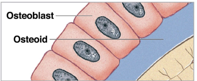 <p>Produce new bony matrix through osteogenesis or ossification.</p>