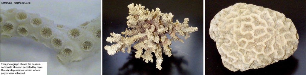 <p>Flower animals, and only have the polyp stage which sets them apart of the other classes. They can detach themselves and float to a different location and reattach themselves</p>