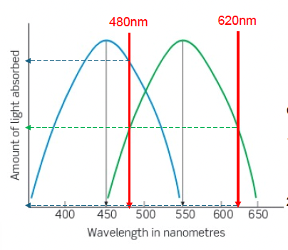 <p><strong>di-</strong>: two , <strong>-chromatic</strong>: color = two-cone vision</p><p>Given 2 cones with different peak sensitivity, at 450nm and 620nm.</p><ol><li><p>100 photons at 480nm will cause:</p></li></ol><p>• 50 photons to be absorbed and 50 units of activity in the 550nm preferring cone</p><p>• 90 photons to be absorbed and 90 units of activity in the 450nm preferring cone</p><ol start="2"><li><p>100 photons at 620nm will cause:</p></li></ol><p>• 50 photons to be absorbed and 50 units of activity in the 550nm preferring cone</p><p>• 0 photons to be absorbed and 0 units of activity in the 450nm preferring cone</p><p></p><p>therefore,&nbsp;</p><p class="p2"><strong>We can now disentangle wavelength confusions by looking at the activity of the second cone type.<span>&nbsp;</span></strong></p>