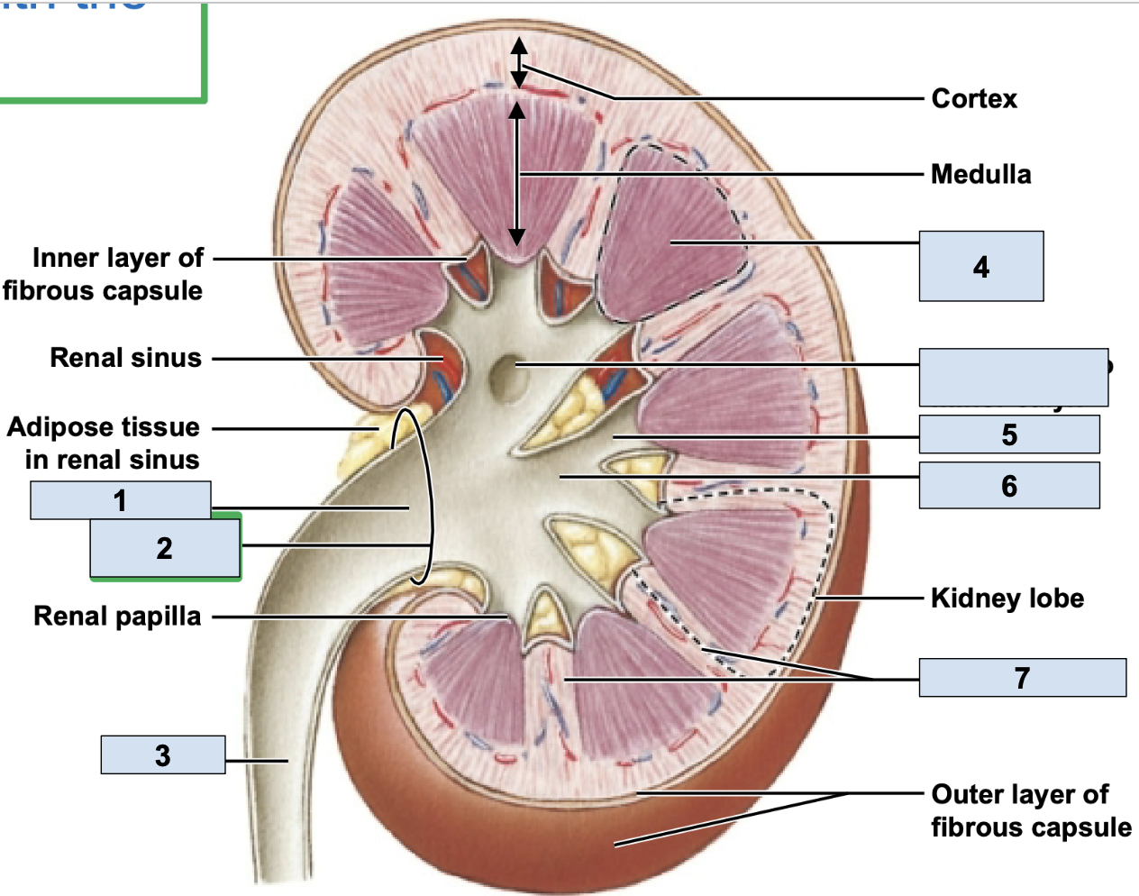 <p><span style="background-color: transparent;"><span>big trunk branch in the kidney leading to ureter, urine enters here after major calyx and passes it to ureter (1)</span></span></p>