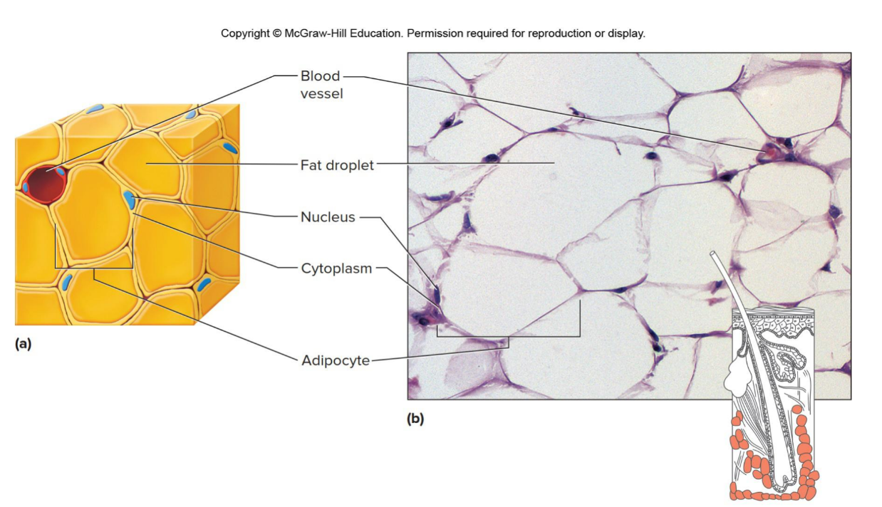 <p>Which tissue is this </p>