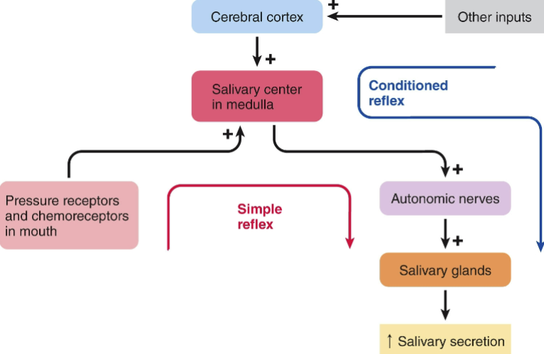 <p>can be simple (unconditioned) or acquired (conditioned) &amp; is <mark data-color="yellow" style="background-color: yellow; color: inherit">under autonomic control</mark></p><ul><li><p>both parasympathetic &amp; sympathetic neurons stimulate saliva production, but <mark data-color="yellow" style="background-color: yellow; color: inherit">parasympathetic dominates</mark></p></li><li><p>sympathetic stimulation produces more mucus = dry mouth sensation during stress</p></li></ul><p></p>