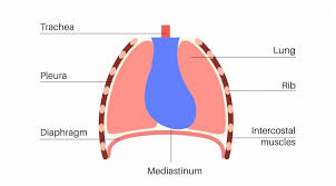 <p>The potential space between lungs, consists of organs/structures of following systems;</p><ul><li><p>cardiovascular </p></li><li><p>respiratory </p></li><li><p>digestive </p></li><li><p>lymphatic</p></li></ul><p></p>