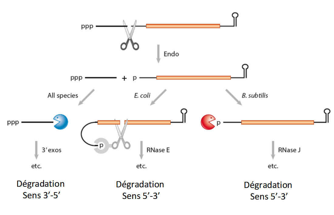 <ul><li><p>Une endoribonucléase (par ex. <strong>RNase E</strong> chez <em>E. coli</em>) coupe l’ARNm à l’intérieur de la séquence.</p></li><li><p>Cela crée deux fragments :</p><ul><li><p>un fragment avec une extrémité <strong>5’ monophosphate</strong> (p)</p></li><li><p>un fragment avec une extrémité <strong>3’OH</strong></p></li></ul></li><li><p>Ces fragments deviennent instables et sensibles aux exoribonucléases.</p></li></ul><p> 2. <strong>Dégradation 3’ → 5’ (toutes espèces)</strong></p><ul><li><p>Les fragments terminés en 3’OH sont pris en charge par des <strong>exoribonucléases 3’ → 5’</strong>&nbsp;</p></li></ul><p> 3. <strong>Dégradation 5’ → 3’ (après déphosphorylation)</strong></p><ul><li><p>Après l’action de la <strong> RppH</strong>, l’ARNm passe de 5’ppp à 5’p.</p></li><li><p>Ensuite :</p><ul><li><p>Chez <em>E. coli</em> → coupure interne par <strong>RNase E</strong>.</p></li><li><p>Chez <em>B. subtilis</em> → dégradation directe par <strong>RNase J</strong> (5’ → 3’ exo).</p></li></ul></li></ul><p></p>