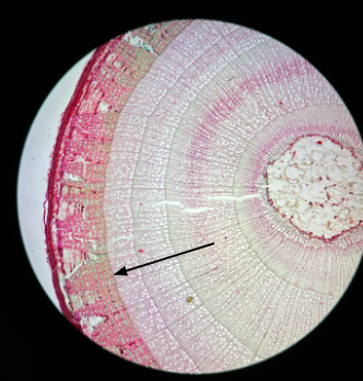 <p>Secondary vascular tissue secondary xylem (inside) &amp; phloem (outside)</p>