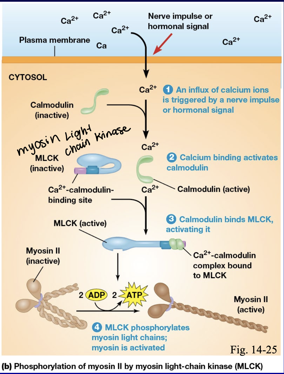 <ol><li><p>calcium ions triggered by nerve impulse or hormonal signal go into the cytosol</p></li><li><p>calcium bonding activates </p></li><li><p>calmodulin binds myosin light-chain kinase and activates it </p></li><li><p>myosin light-chain kinase phosphorylates myosin light chains and myosin is activated </p></li><li><p>dephosphorylation happens right after it’s phosphorylated </p></li></ol>