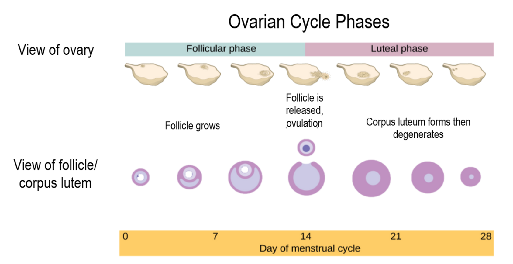 <p><span>•A series of events that take place within the ovaries.</span></p><p><span>•Involves the maturation of an egg and its release into a Fallopian tube.</span></p><p><span>•Length of cycle is highly variable – usually ranges from 20 to 40 days, with an average cycle length of 28 days.</span></p>