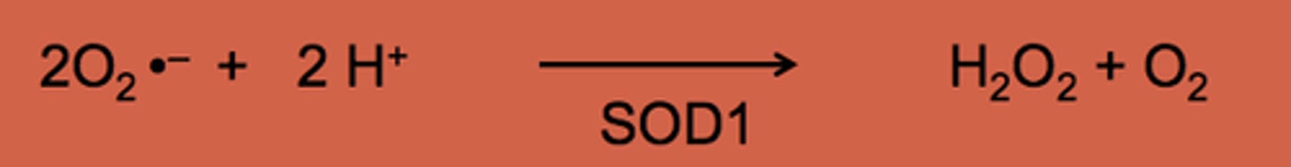 <p>SOD is produced by some microorganisms to degrade toxic superoxides</p>