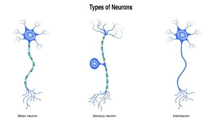 <p>Sensory Neurons:</p><p>They are sensitive to various different stimuli, collecting information from either the body’s internal environment or the outside world. They send information they have collected to the CNS for processing. </p><p></p><p>Motor Neurons:</p><p>They carry messages from the CNS to muscles cells throughout the body, which then carry out the response.</p><p></p><p>Interneurons:</p><p>Link sensory Neurons and motor Neurons, as well as other interneurons. They are the most common Neuron in your body and their only role is to make connections with other Neurons in your body. </p>