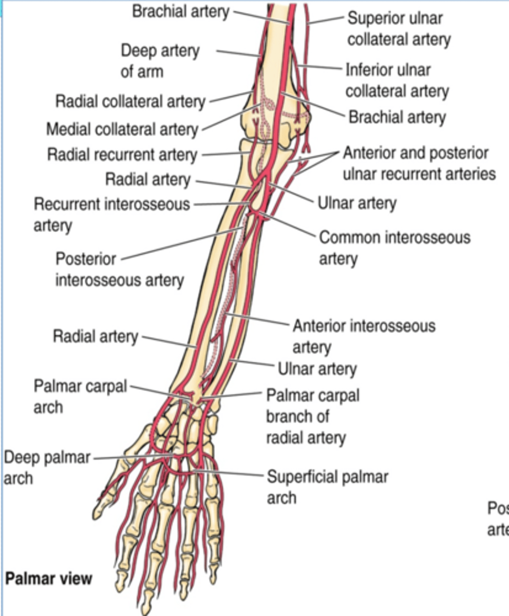 <p>Supply: participate in arterial anastomose around elbow</p>