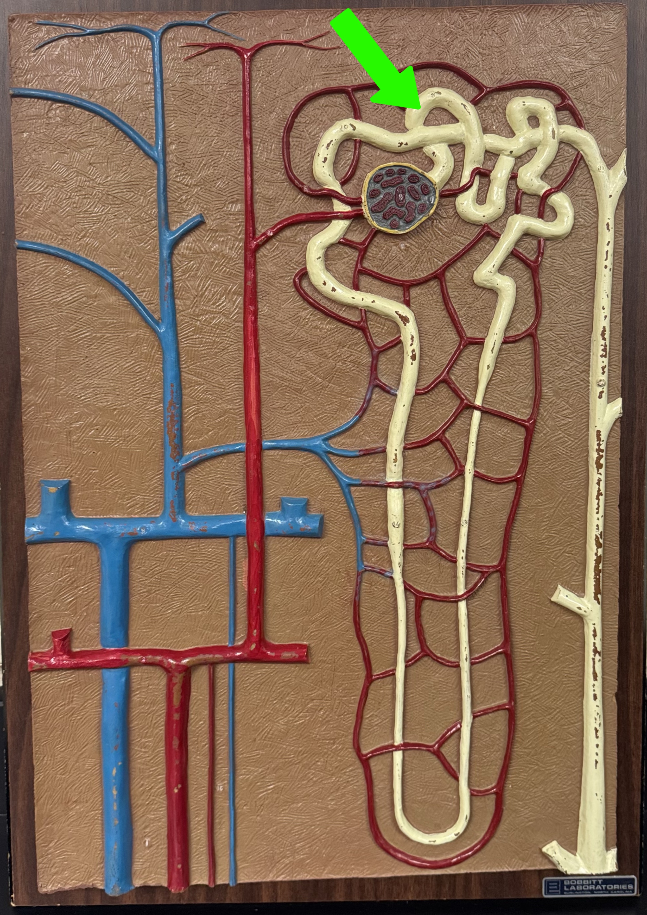<p>What are these parts of the nephron?</p>