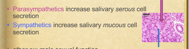 <p>parasympathetics: increase salivary serous cell secretion</p><p>sympathetics: increase salivary mucous cell secretion</p>