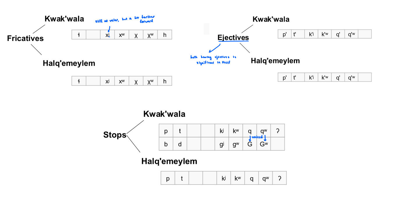 <ul><li><p>same fricatives, ejectives</p></li><li><p>more non-ejective stops than Halq’ (has voice)</p></li></ul><p></p>